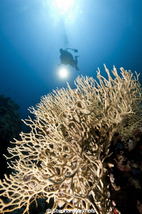 Coral at ras umm sid. by Stephan Kerkhofs 